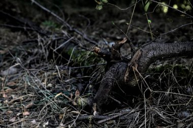 Yol kenarındaki ağaç kökü