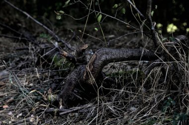 Yol kenarındaki ağaç kökü