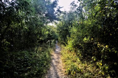 Kırsaldaki bir korulukta, gün batımında güneşin aydınlattığı gölgeli bir yol.