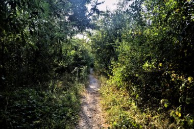 Kırsaldaki bir korulukta, gün batımında güneşin aydınlattığı gölgeli bir yol.