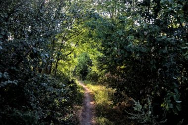 Kırsaldaki bir korulukta, gün batımında güneşin aydınlattığı gölgeli bir yol.