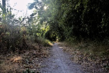 Kırsaldaki bir korulukta, gün batımında güneşin aydınlattığı gölgeli bir yol.
