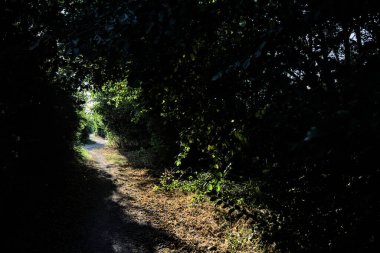 Kırsaldaki bir korulukta, gün batımında güneşin aydınlattığı gölgeli bir yol.