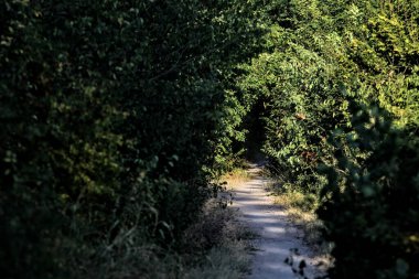 Gün batımında kırsaldaki bir parkta üzerinde ağaçlar olan küçük gölgeli bir patika.
