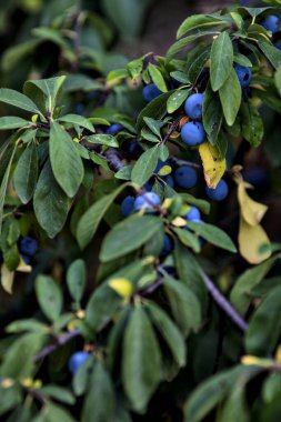 Olgun yaban mersinleri yakından görülen bir bitki üzerinde