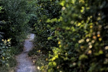 Gün batımında kırsaldaki bir parkta üzerinde ağaçlar olan küçük gölgeli bir patika.