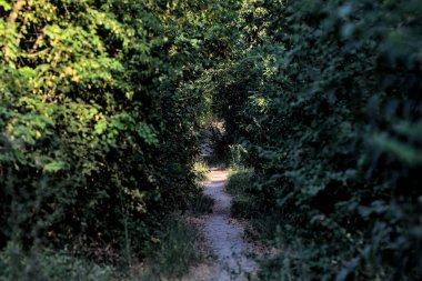Gün batımında kırsaldaki bir parkta üzerinde ağaçlar olan küçük gölgeli bir patika.