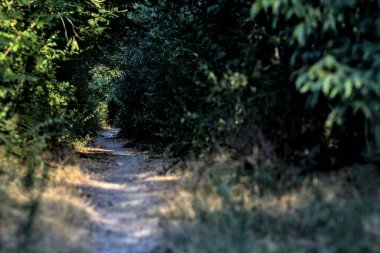 Gün batımında kırsaldaki bir parkta üzerinde ağaçlar olan küçük gölgeli bir patika.