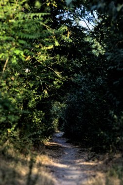Gün batımında kırsaldaki bir parkta üzerinde ağaçlar olan küçük gölgeli bir patika.