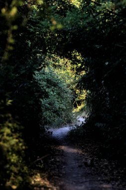 Gün batımında kırsaldaki bir parkta üzerinde ağaçlar olan küçük gölgeli bir patika.