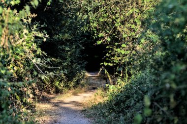 Gün batımında kırsaldaki bir parkta üzerinde ağaçlar olan küçük gölgeli bir patika.