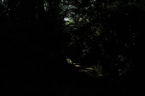 Sendero Sombrío Bosque Campo Iluminado Por Sol Atardecer — Foto de Stock