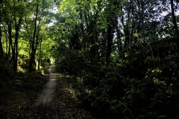 Caminho Sombrio Minúsculo Com Árvores Arqueando Parque Campo Pôr Sol — Fotografia de Stock