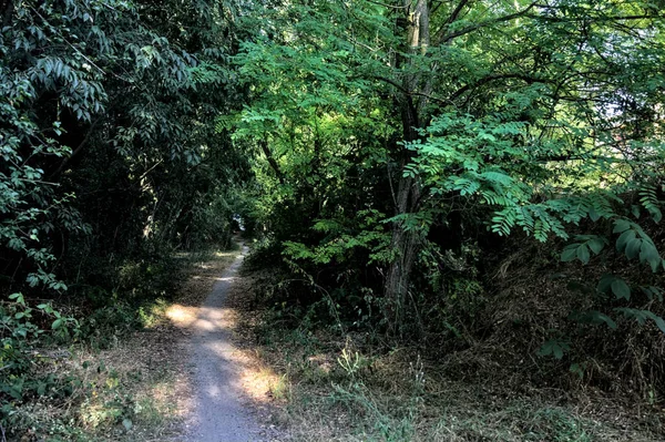 Petit Sentier Ombragé Avec Des Arbres Voûtant Dessus Dans Parc — Photo