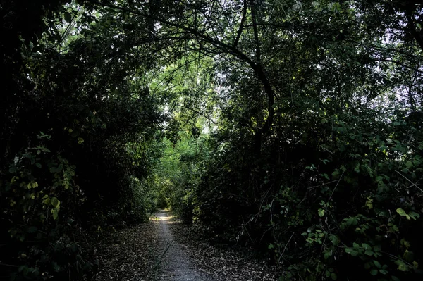 Caminho Sombrio Com Árvores Arqueadas Campo Pôr Sol — Fotografia de Stock