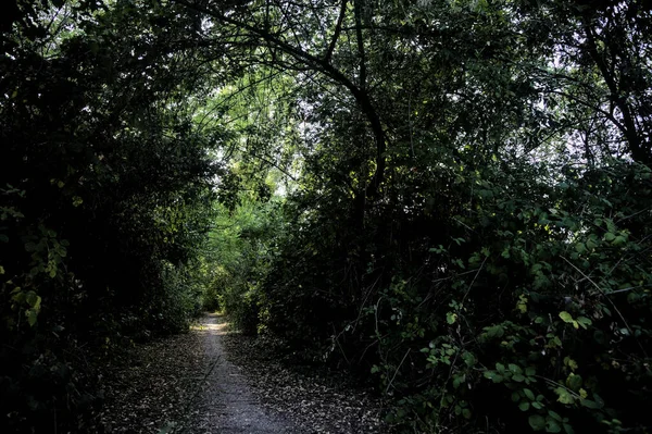 Caminho Sombrio Com Árvores Arqueadas Campo Pôr Sol — Fotografia de Stock