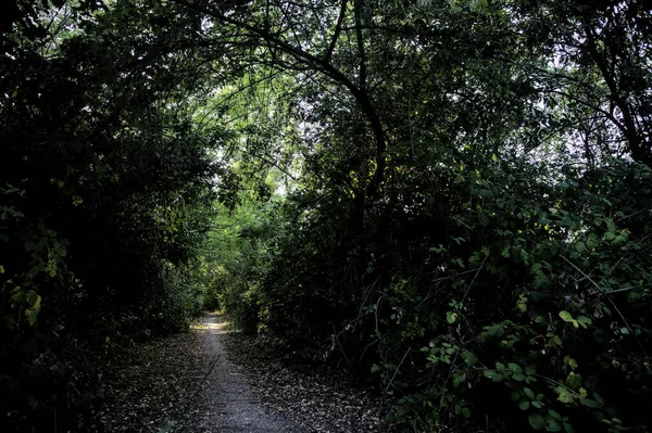 Sentier Ombragé Avec Des Arbres Voûtant Dessus Campagne Coucher Soleil — Photo