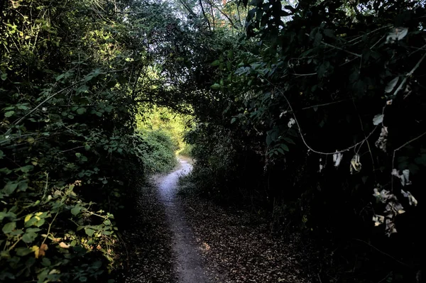 Gün Batımında Kırsalda Ağaçlarla Kaplı Gölgeli Bir Yol — Stok fotoğraf