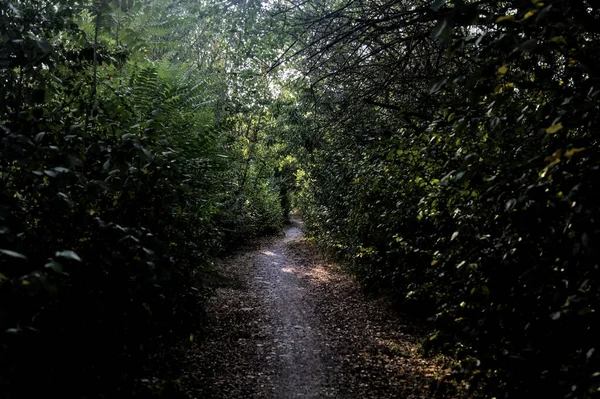 Caminho Sombrio Com Árvores Arqueadas Campo Pôr Sol — Fotografia de Stock