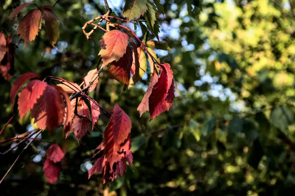 Feuilles Rouges Sur Une Branche Éclairée Par Soleil Couchant — Photo