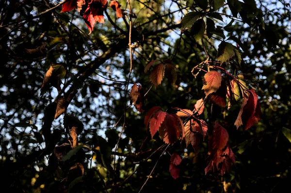 Rote Blätter Auf Einem Zweig Der Von Der Sonnenuntergangssonne Erleuchtet — Stockfoto