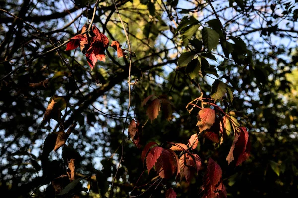 Hojas Rojas Una Rama Iluminada Por Sol Del Atardecer — Foto de Stock