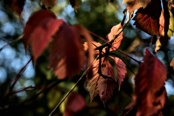 Rode Bladeren Een Tak Verlicht Door Zonsondergang Zon — Stockfoto