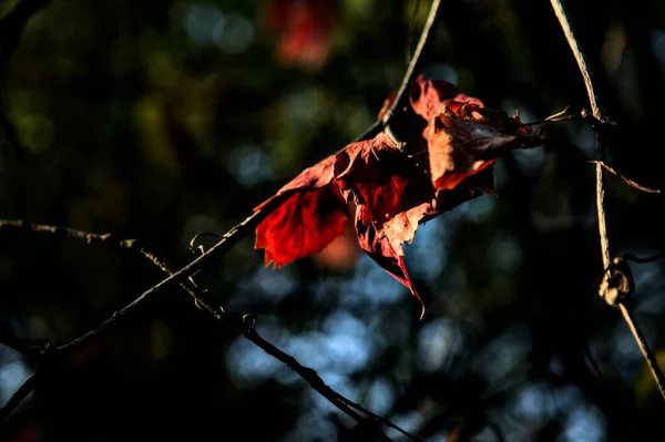 Κόκκινα Φύλλα Ένα Κλαδί Φωτισμένο Από Τον Ήλιο Του Ηλιοβασιλέματος — Φωτογραφία Αρχείου
