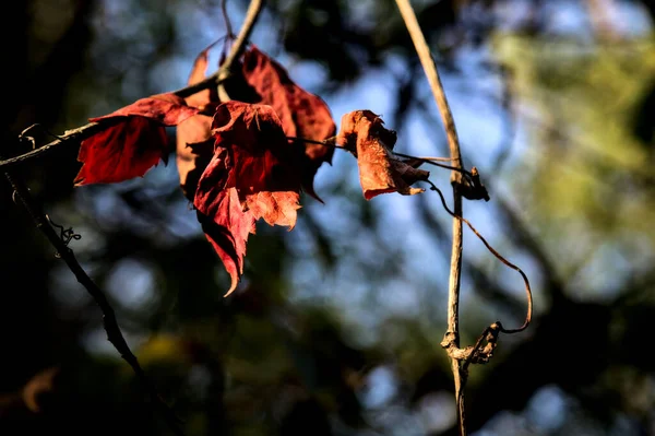 Feuilles Rouges Sur Une Branche Éclairée Par Soleil Couchant — Photo