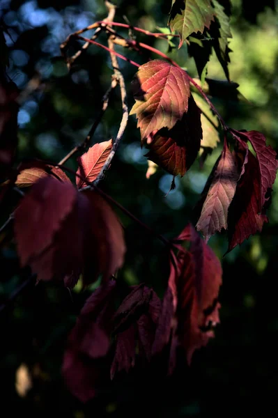 Red Leaves Branch Lit Sunset Sun — Stock Photo, Image