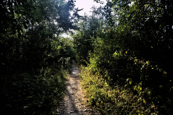 Caminho Sombrio Bosque Campo Iluminado Pelo Sol Pôr Sol — Fotografia de Stock