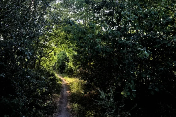 Caminho Sombrio Bosque Campo Iluminado Pelo Sol Pôr Sol — Fotografia de Stock