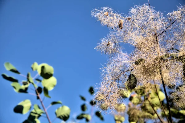 Инфлоресценция Растения Закате Видна Вблизи — стоковое фото