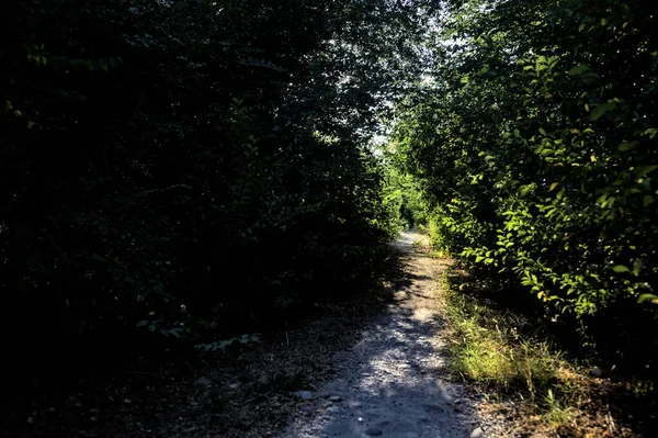 Caminho Sombrio Minúsculo Com Árvores Arqueando Parque Campo Pôr Sol — Fotografia de Stock