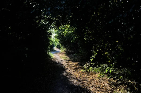 Sentiero Ombreggiato Boschetto Immerso Nel Verde Illuminato Dal Sole Tramonto — Foto Stock