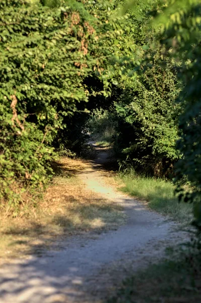 Caminho Levemente Sombreado Limitado Por Árvores Campo Pôr Sol — Fotografia de Stock