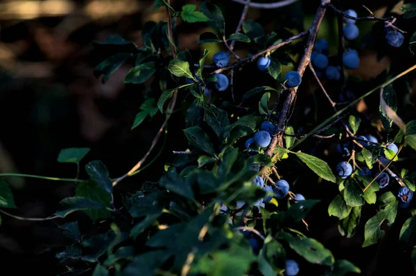 Zralé Borůvky Rostlině Zblízka — Stock fotografie