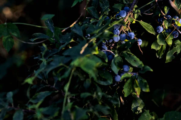 近くで見た植物の上にブルーベリーを熟す — ストック写真