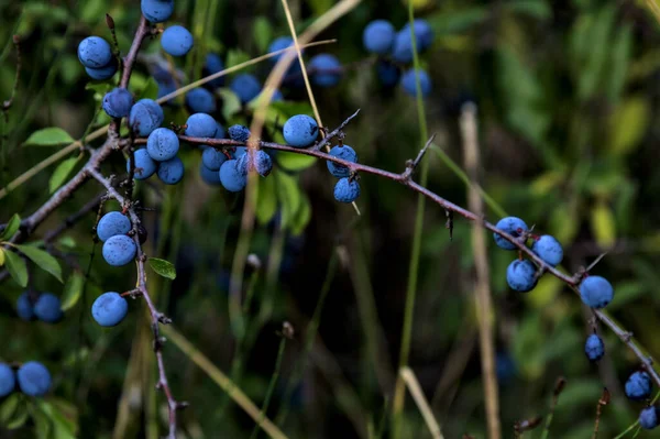 近くで見た植物の上にブルーベリーを熟す — ストック写真