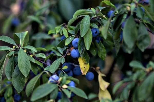 Reife Blaubeeren Einer Pflanze Aus Der Nähe Gesehen — Stockfoto