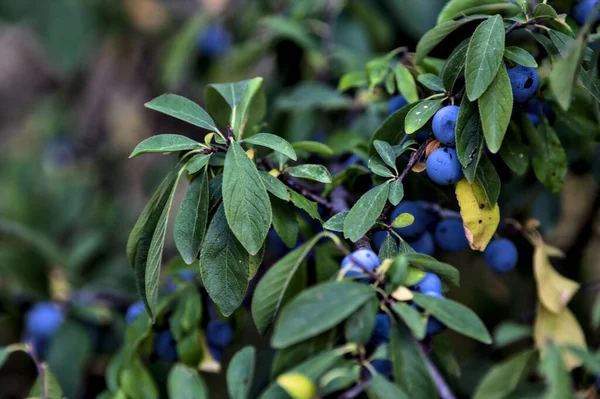 Mirtilos Maduros Uma Planta Vista Perto — Fotografia de Stock