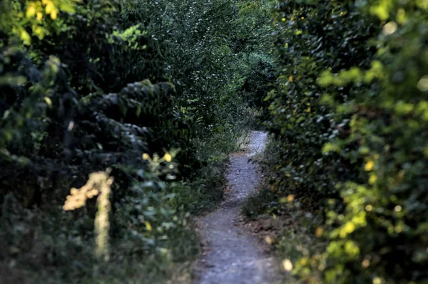 Caminho Sombrio Minúsculo Com Árvores Arqueando Parque Campo Pôr Sol — Fotografia de Stock