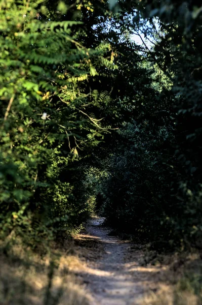 Gün Batımında Kırsaldaki Bir Parkta Üzerinde Ağaçlar Olan Küçük Gölgeli — Stok fotoğraf