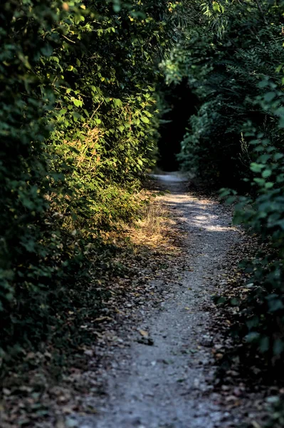 Liten Skuggig Stig Med Träd Som Välter Den Park Landet — Stockfoto