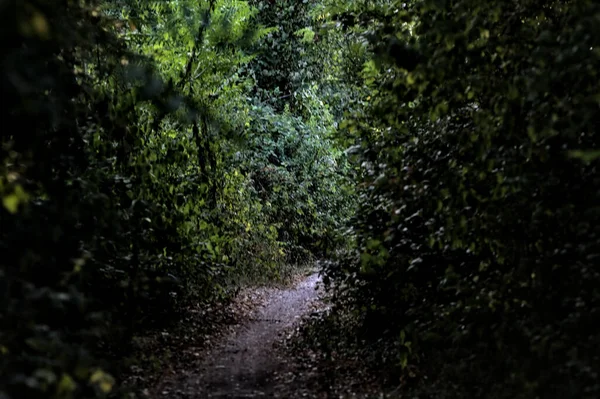 Caminho Sombrio Minúsculo Com Árvores Arqueando Parque Campo Pôr Sol — Fotografia de Stock