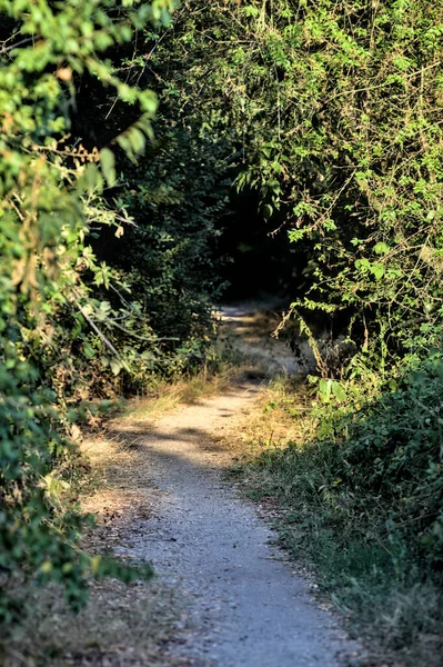 Liten Skuggig Stig Med Träd Som Välter Den Park Landet — Stockfoto