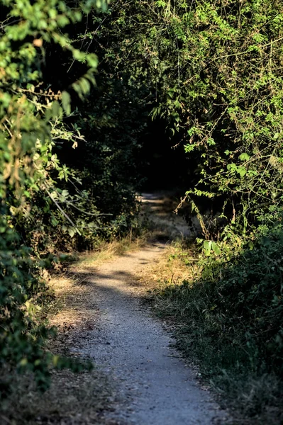 Liten Skuggig Stig Med Träd Som Välter Den Park Landet — Stockfoto