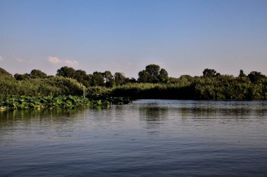 Gün batımında İtalya kırsalında bir bataklıkta, nilüfer çiçekleri olan bir kanal.