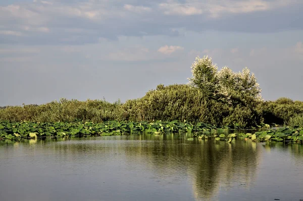 Kanal Einem Sumpf Mit Lotuspflanzen Der Italienischen Landschaft Bei Sonnenuntergang — Stockfoto