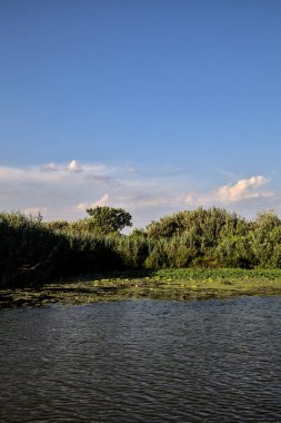 Gün batımında İtalya kırsalında bir bataklıkta, nilüfer çiçekleri olan bir kanal.